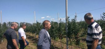 Глава администрации района посетил сады ГП “Агро Донбасс”
